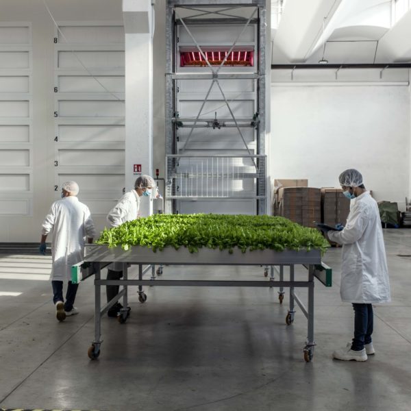 Melzo, Milan.

Team members of Agricola Moderna take off from the vertical farm and check the difference lettuces.